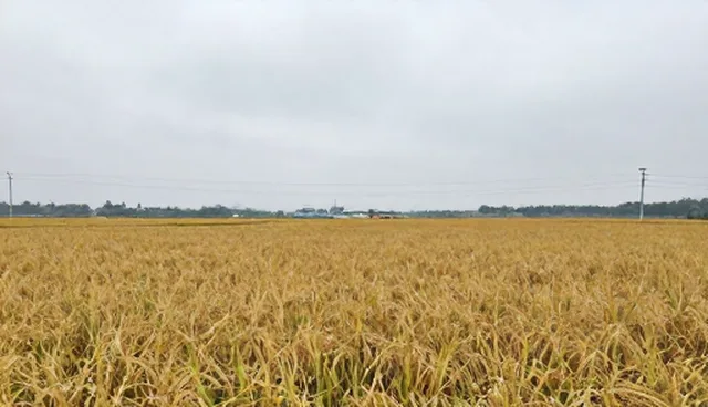 生物防治在种植中的误区澄清与应用指南